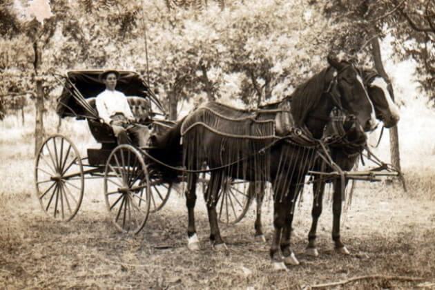 two horses with buggy