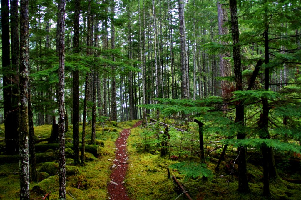 Source: exotichikes-comthe-5-easy-day-hikes-in-the-winter-rain-of-the-olympic-national-park