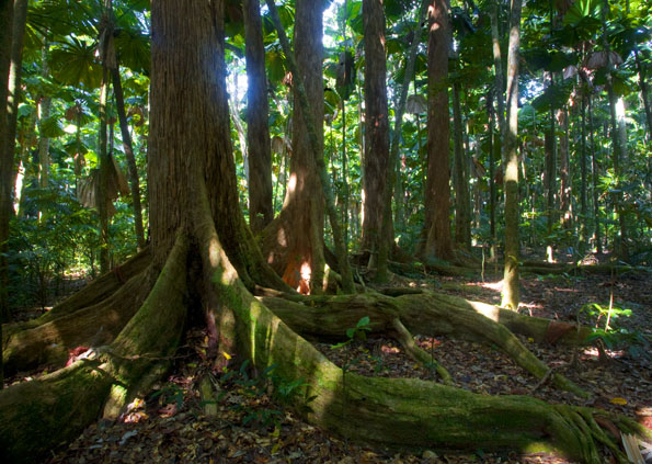 Australia Road Trip - Daintree National Park