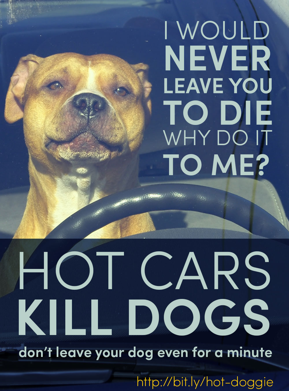 what temperature is it safe to leave a dog in a car