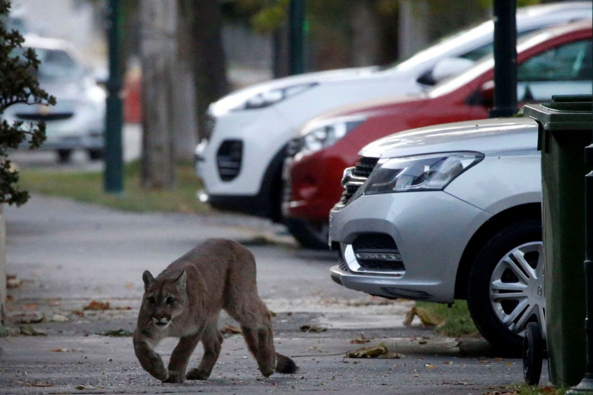 Impact of COVID-19 on wildlife