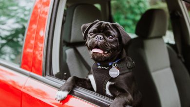 Best pet accessories for your car