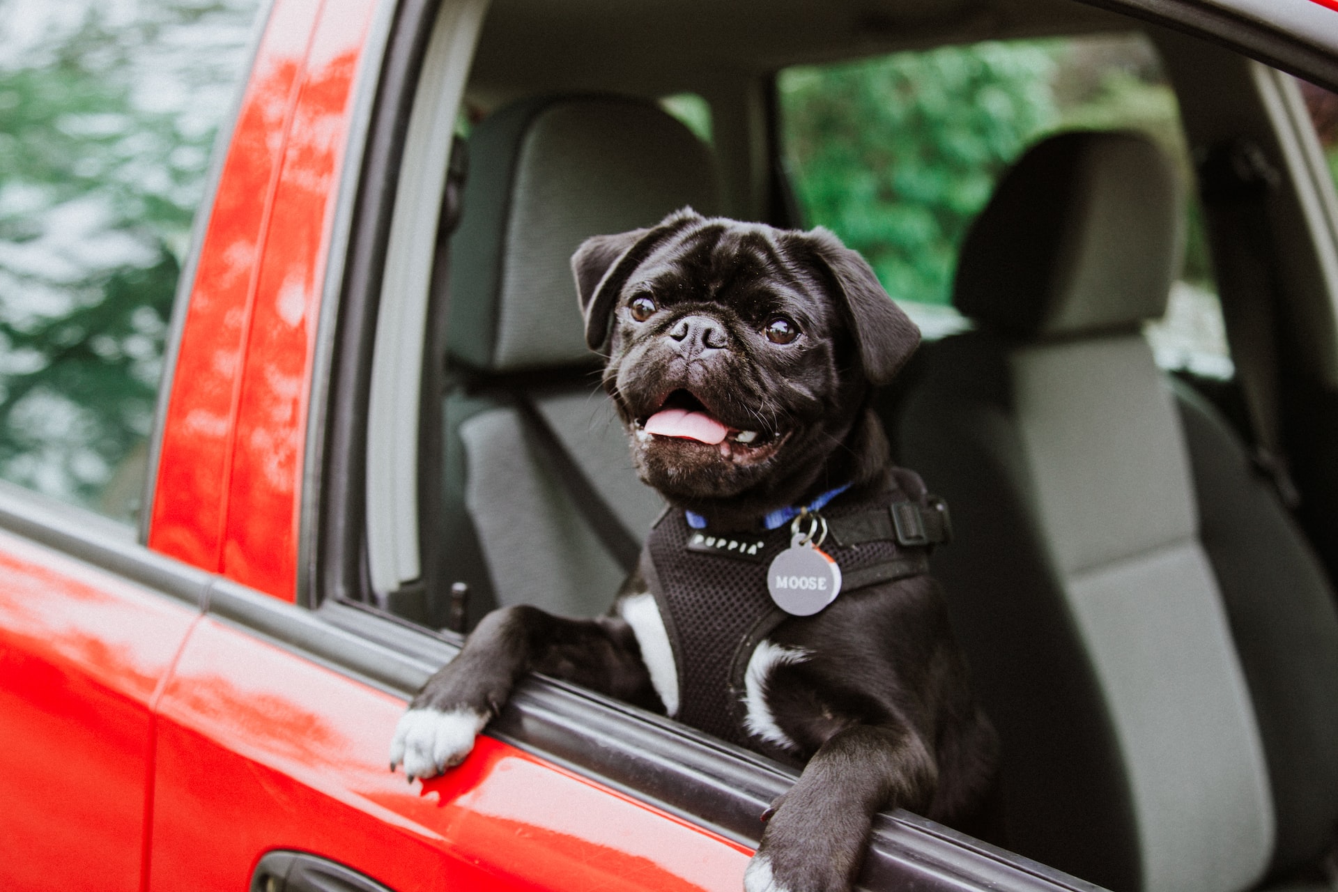 harness pet accessories for car
